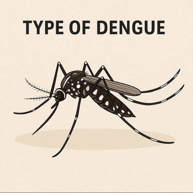 how much type of dengue