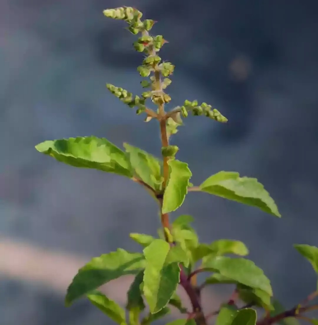 tulsi-ke-patte-ke-fayde-aur-ayurvedic-upyog